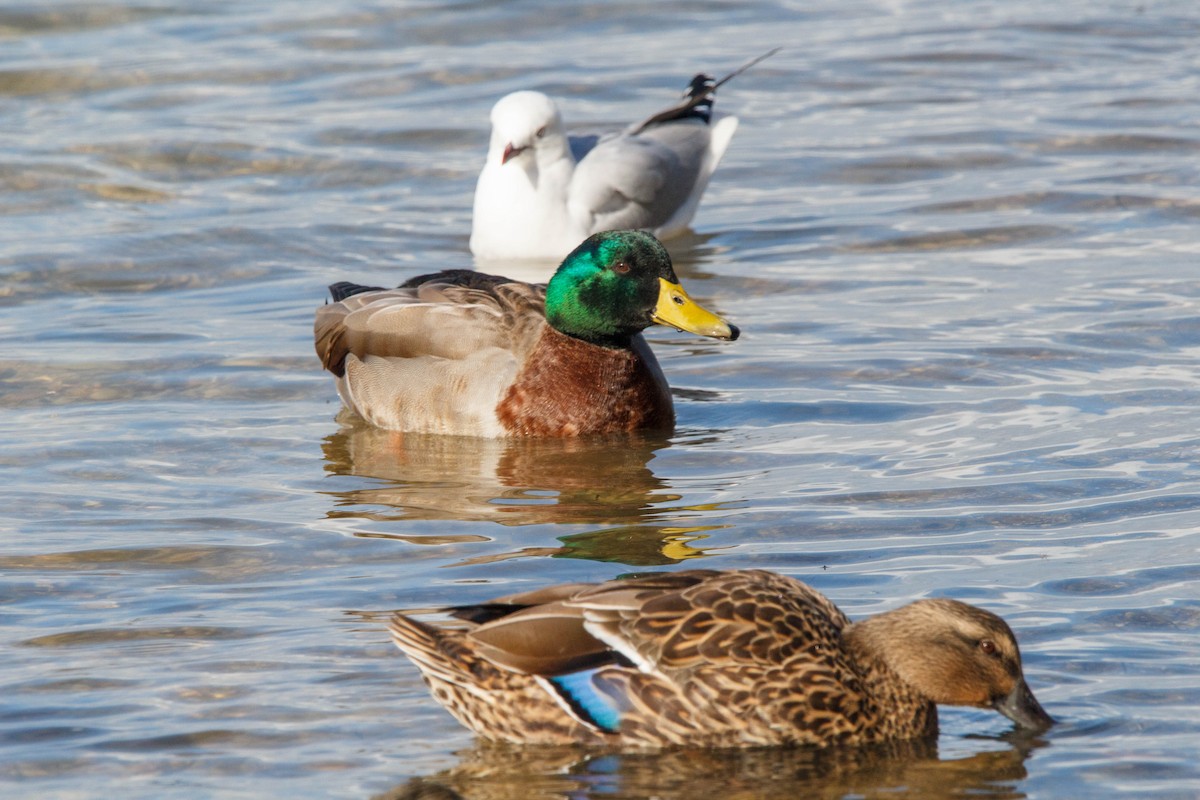 Mallard - Donna Channings