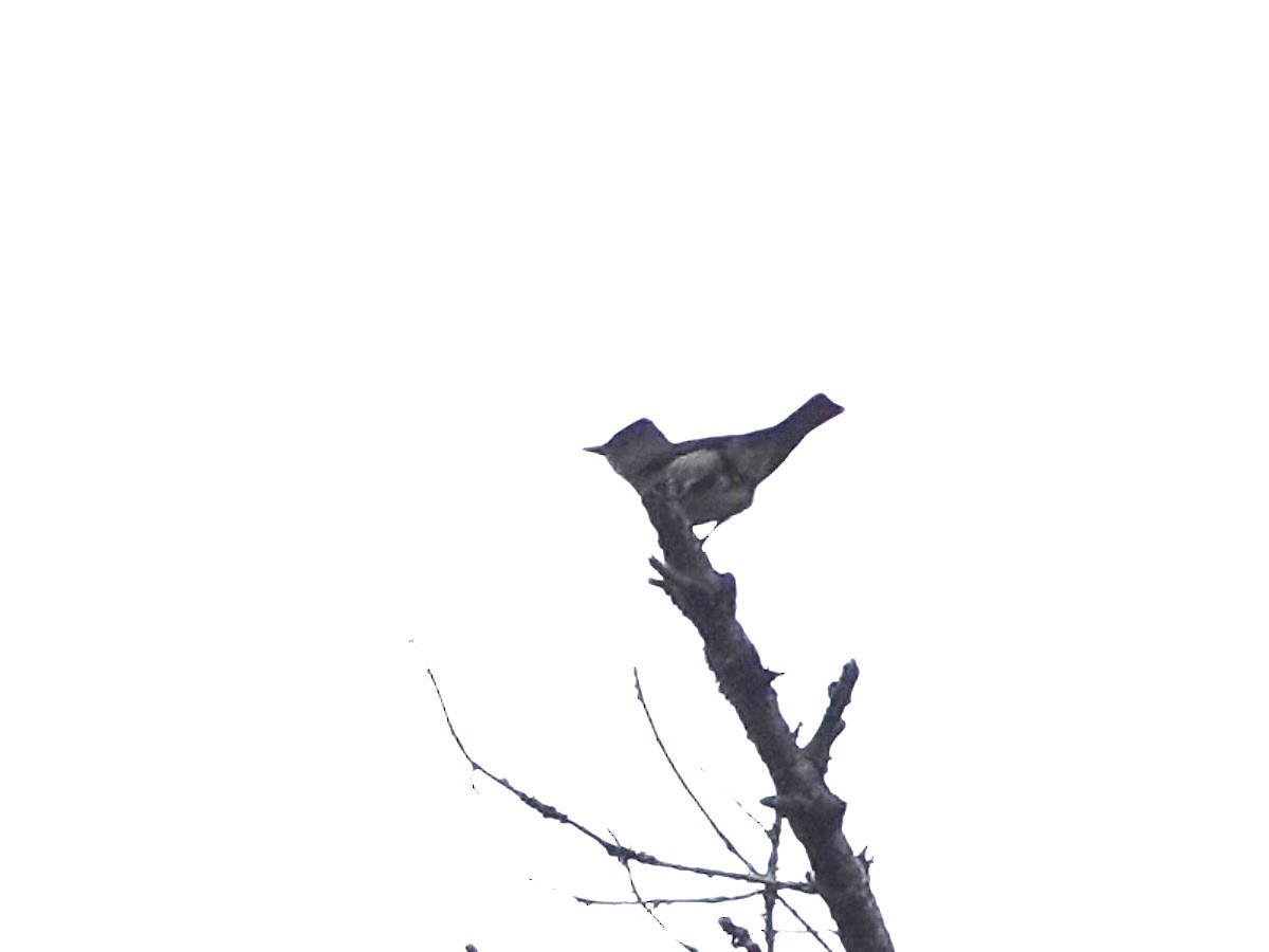 Olive-sided Flycatcher - Norman Uyeda