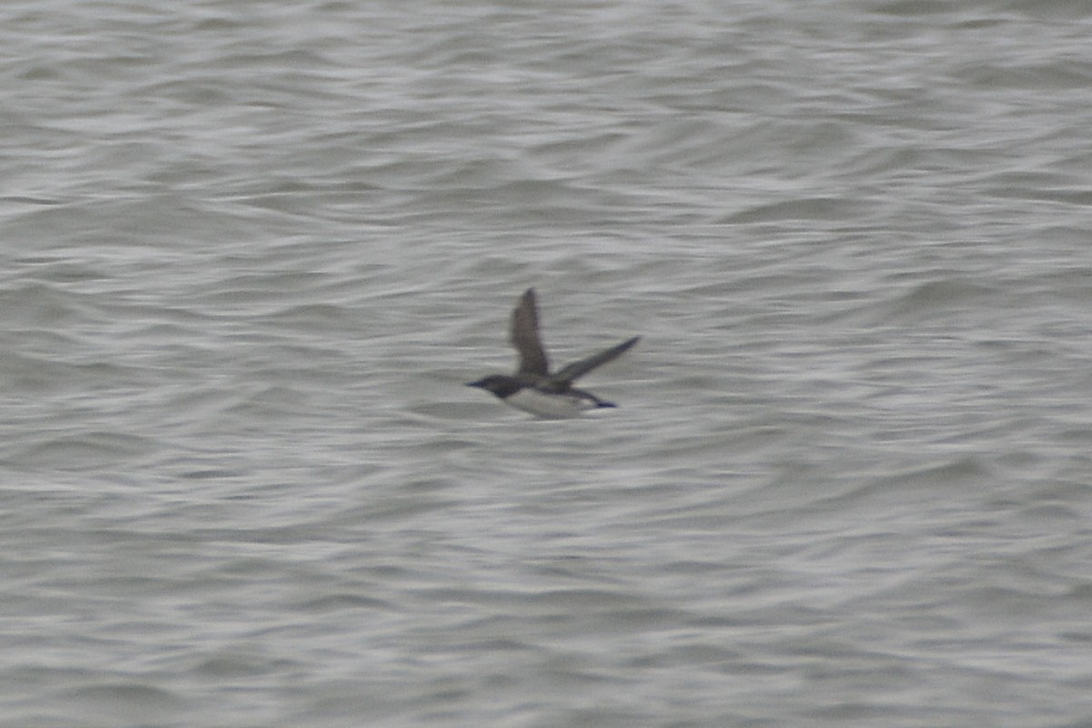 Common Murre - lise owens