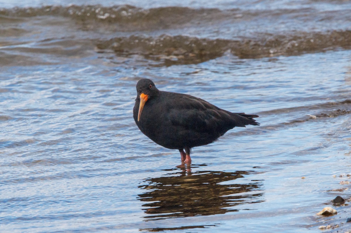 Variable Oystercatcher - Donna Channings