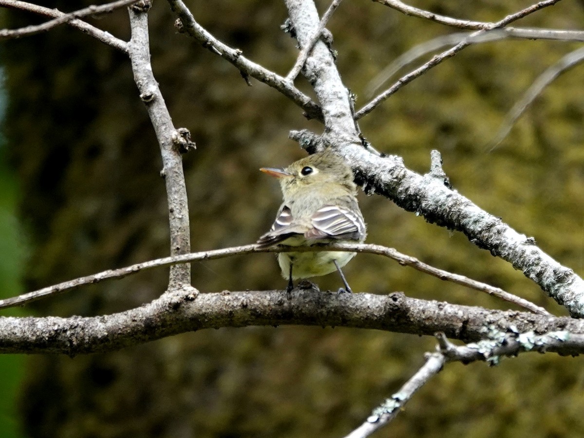 Western Flycatcher - Norman Uyeda