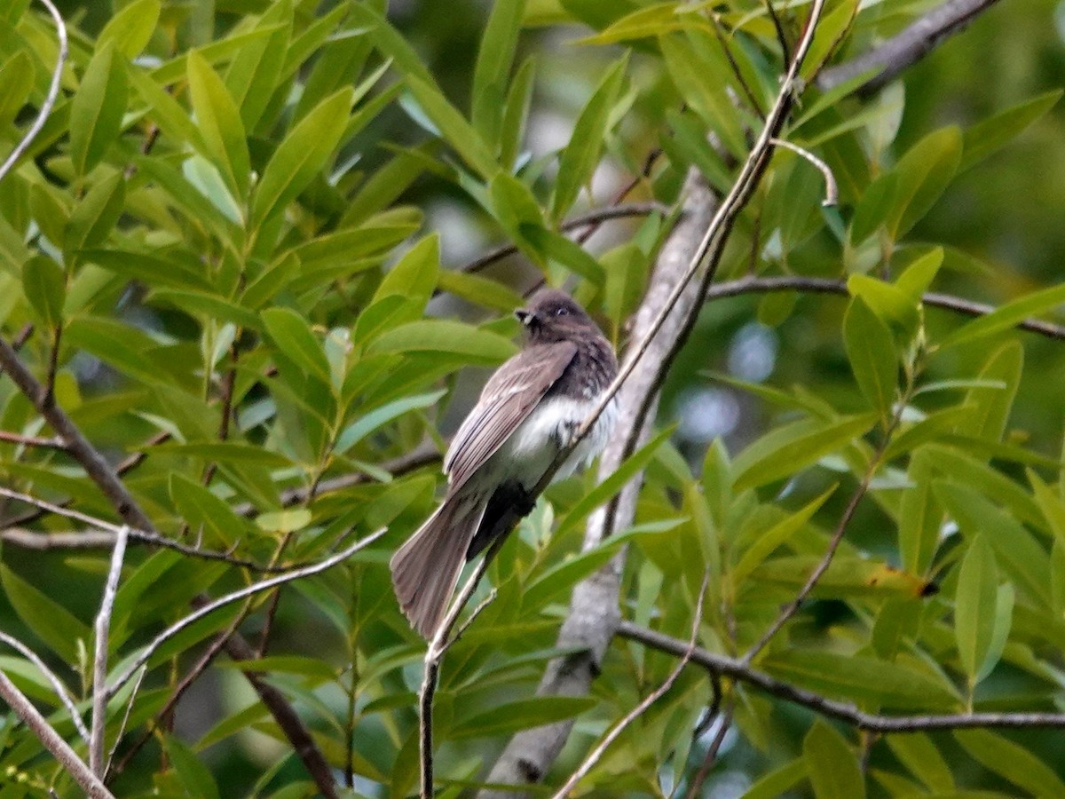 Black Phoebe - Norman Uyeda