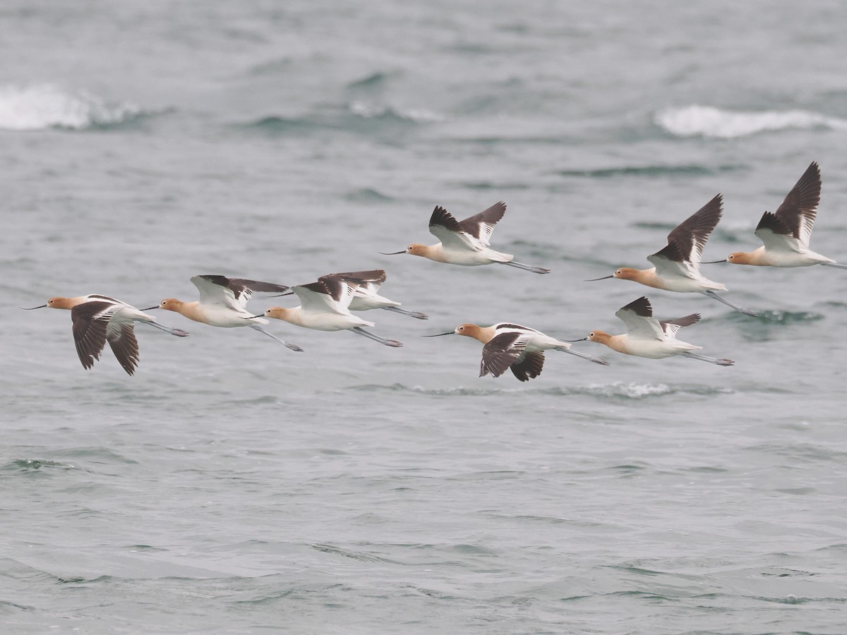 Avoceta Americana - ML619551704