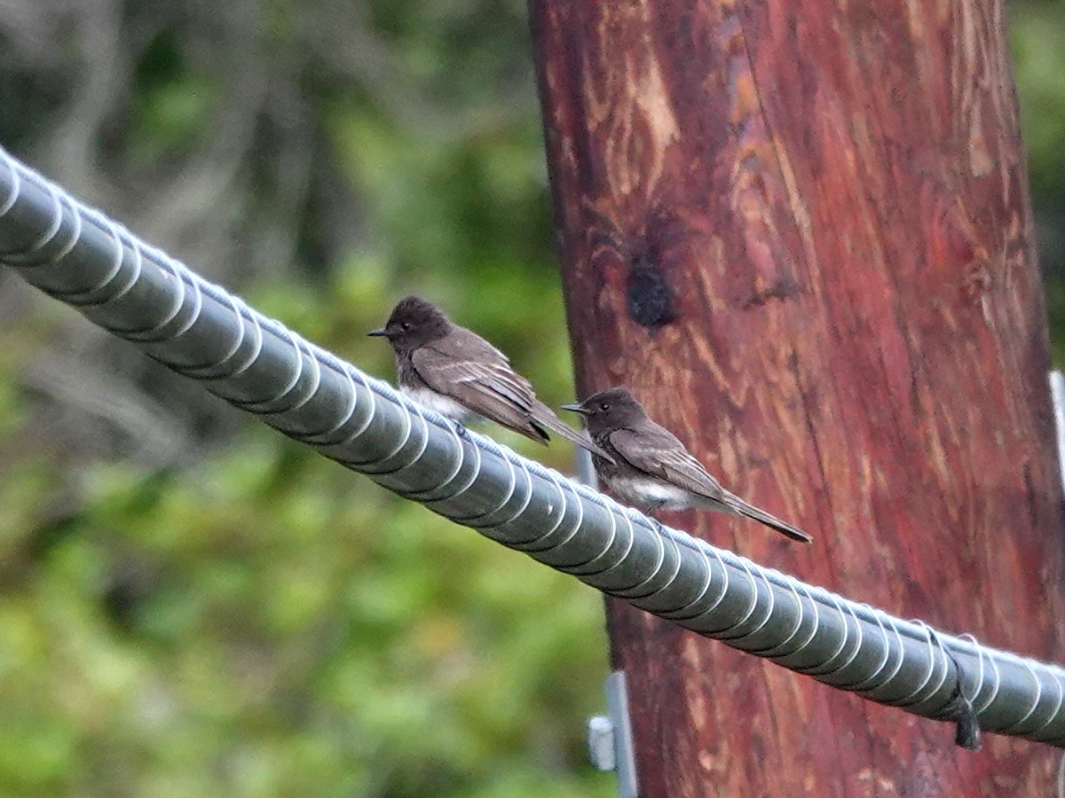 Black Phoebe - Norman Uyeda