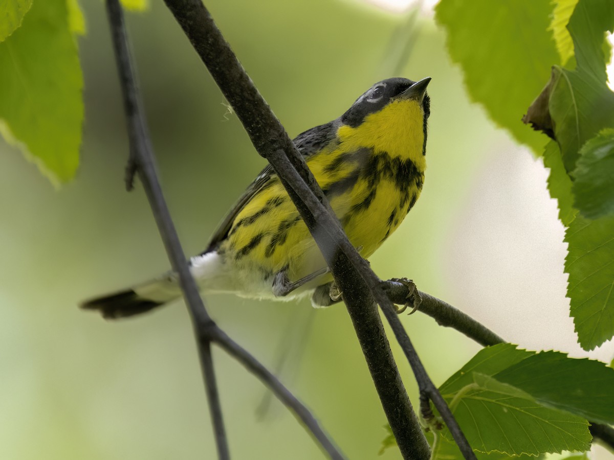 Magnolia Warbler - Phil Swanson