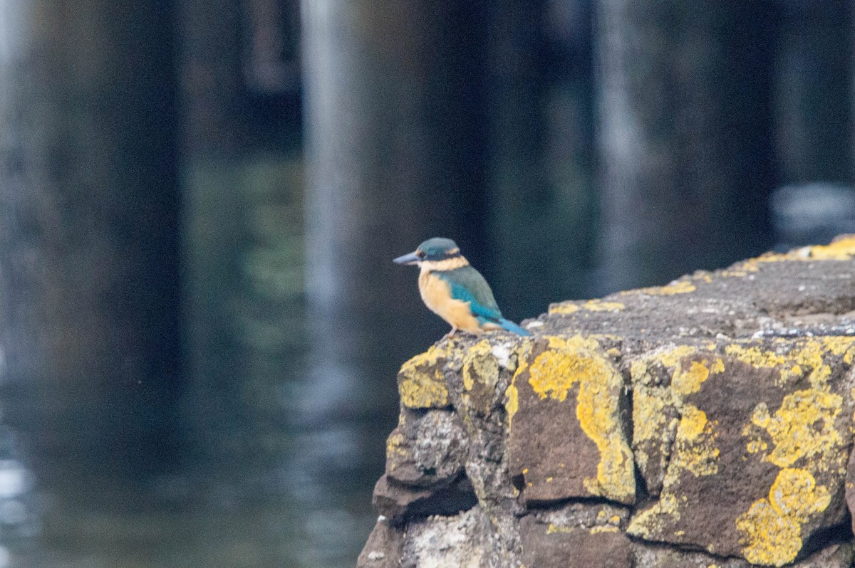 Sacred Kingfisher - Donna Channings