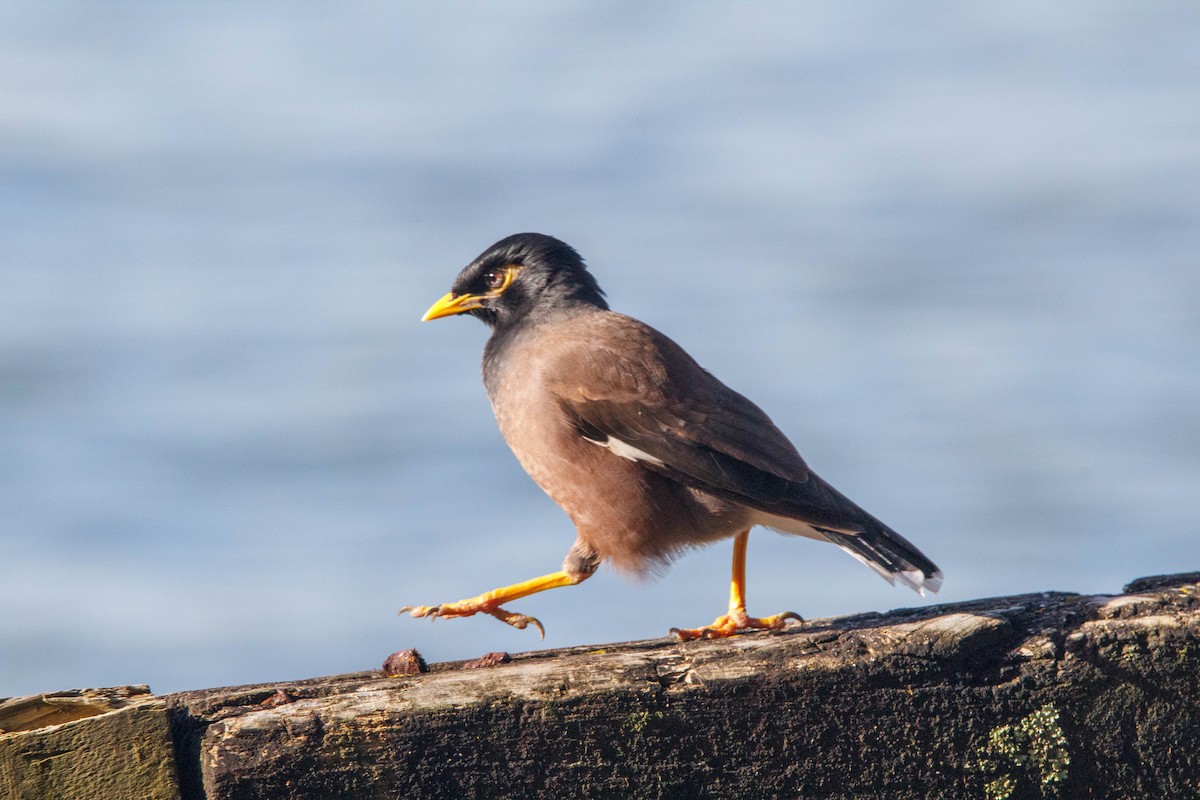 Common Myna - Donna Channings