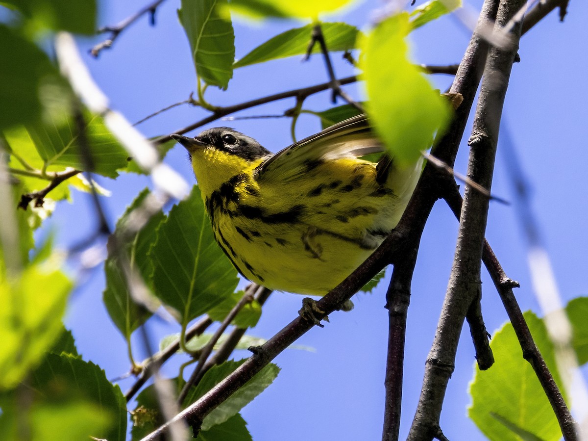 Magnolia Warbler - ML619551713