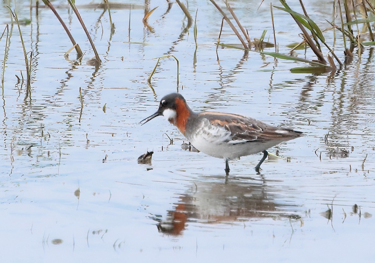 Red-necked Phalarope - ML619551714