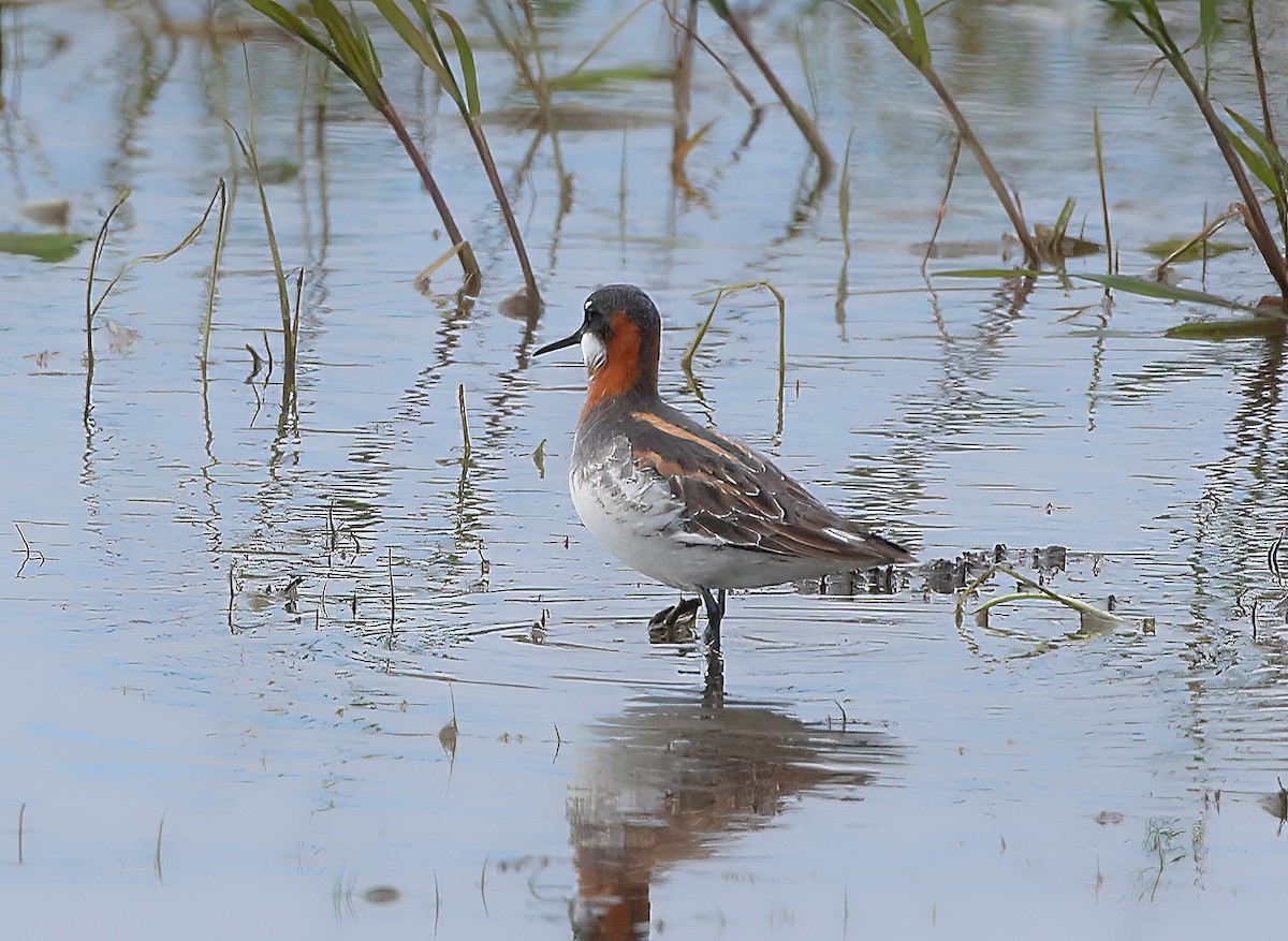 svømmesnipe - ML619551716