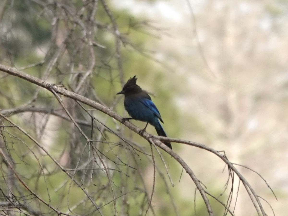 Steller's Jay - Norman Uyeda