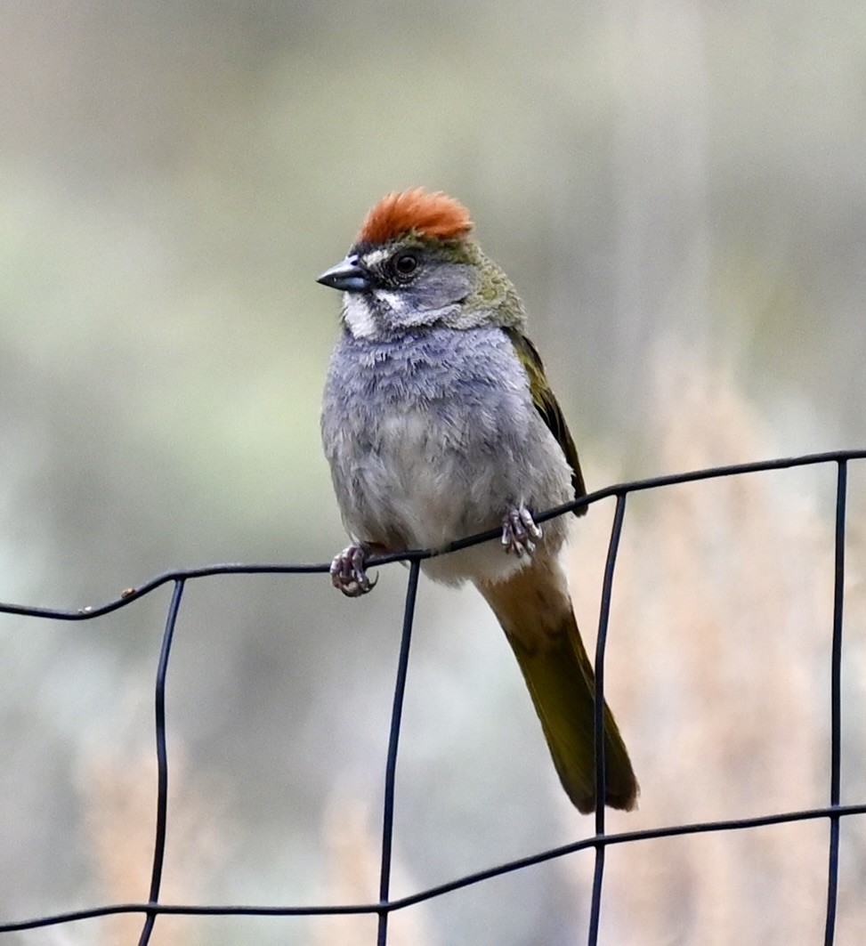 Green-tailed Towhee - Nancy Blaze