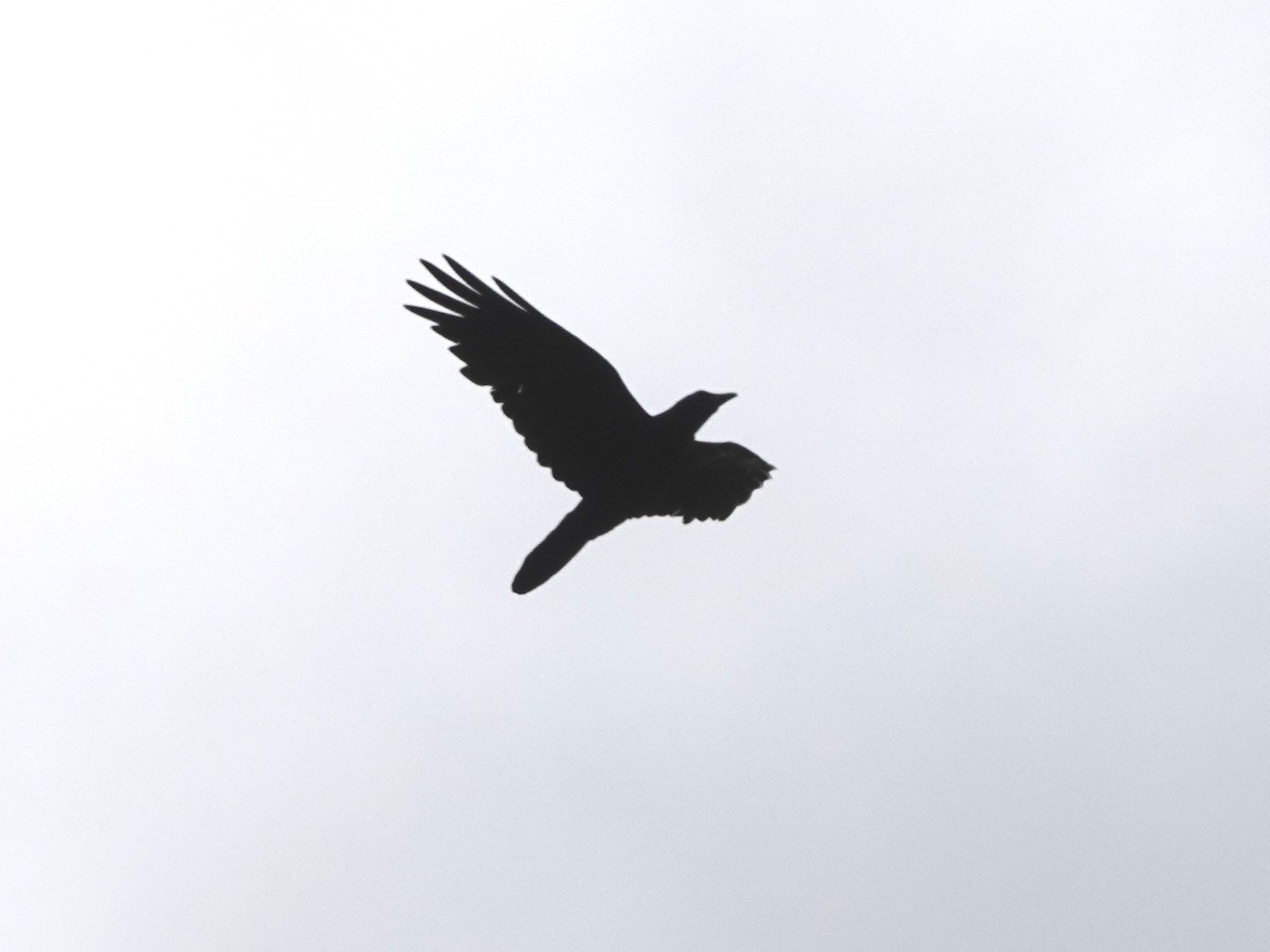 Common Raven - Norman Uyeda