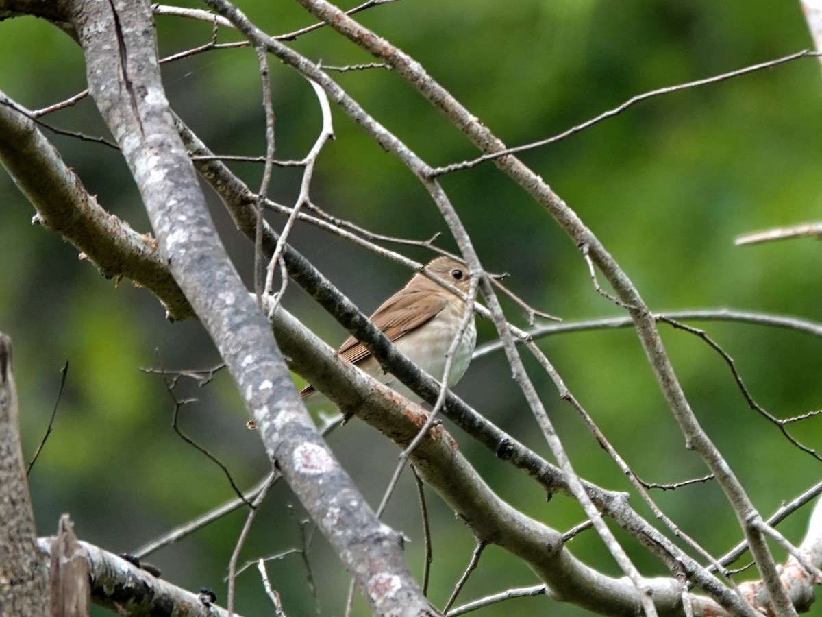 Swainson's Thrush - Norman Uyeda