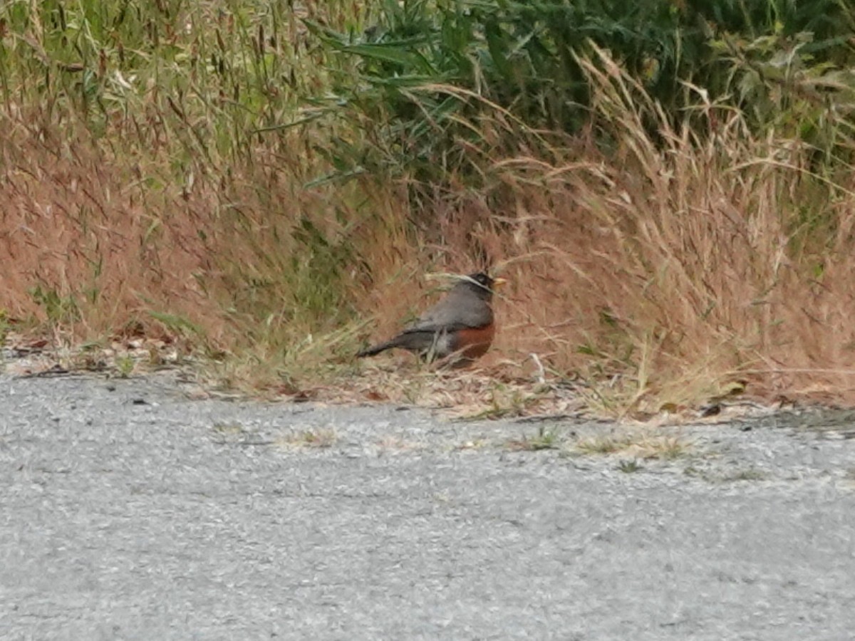 American Robin - Norman Uyeda