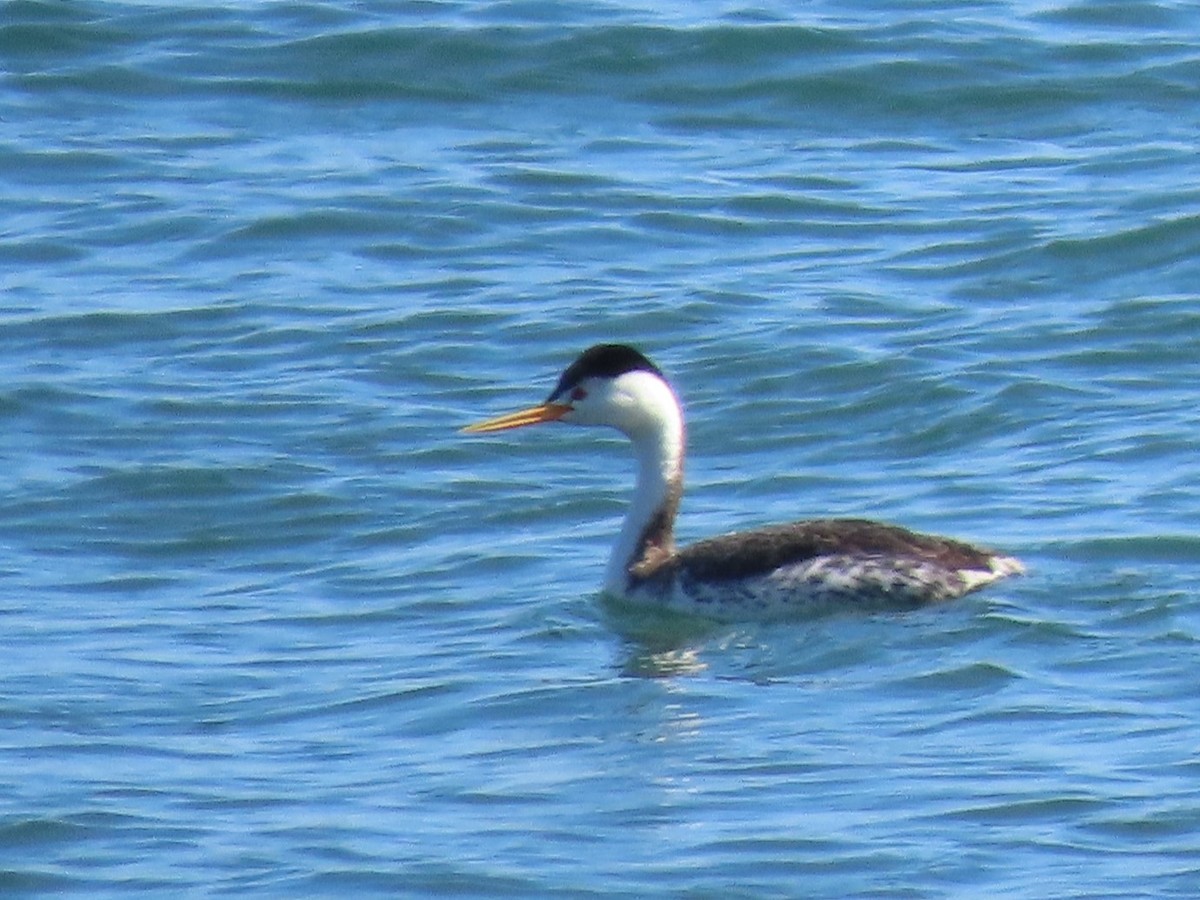 Clark's Grebe - Joan Baker