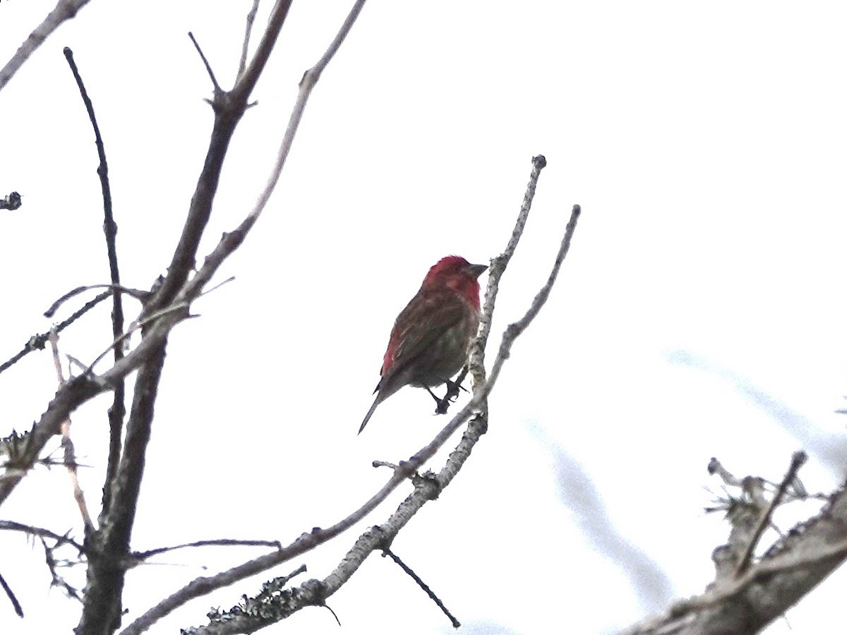 Purple Finch - Norman Uyeda