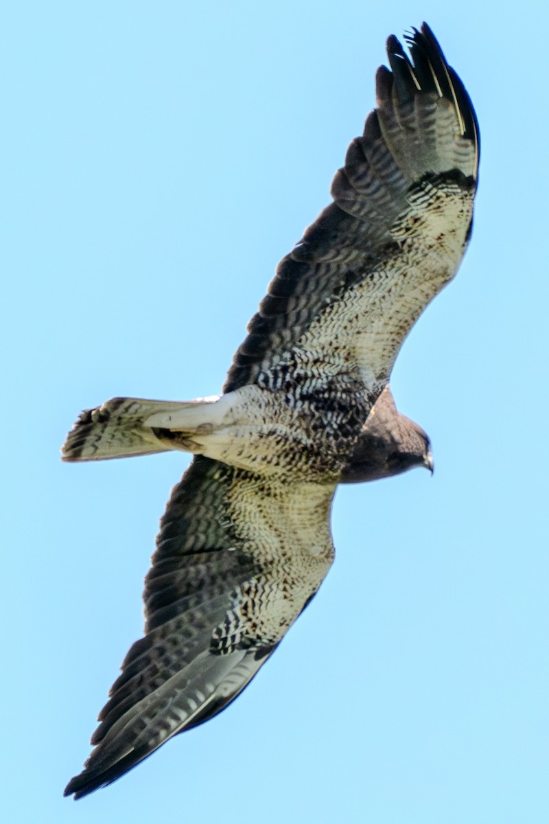 Swainson's Hawk - Carter Pape