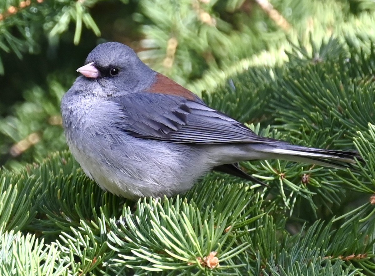 Dark-eyed Junco - Nancy Blaze