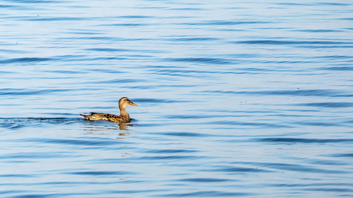 Gadwall - Danielle  A