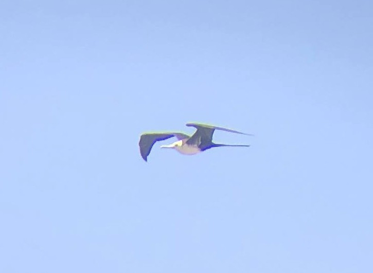 Magnificent Frigatebird - Mara Flynn