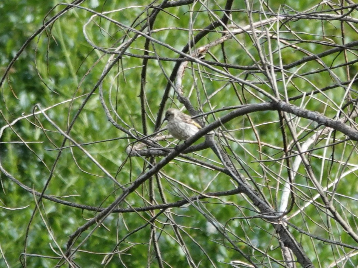 Pine Siskin - Norman Uyeda