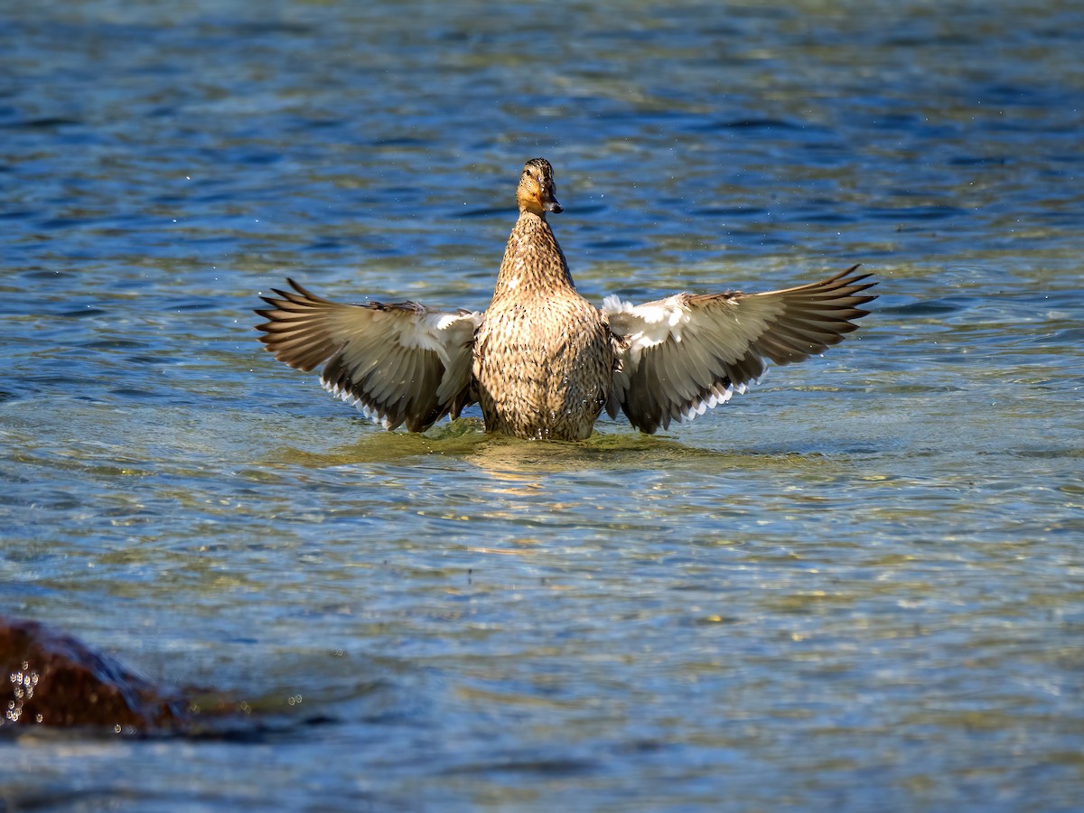 Mallard - ML619551755