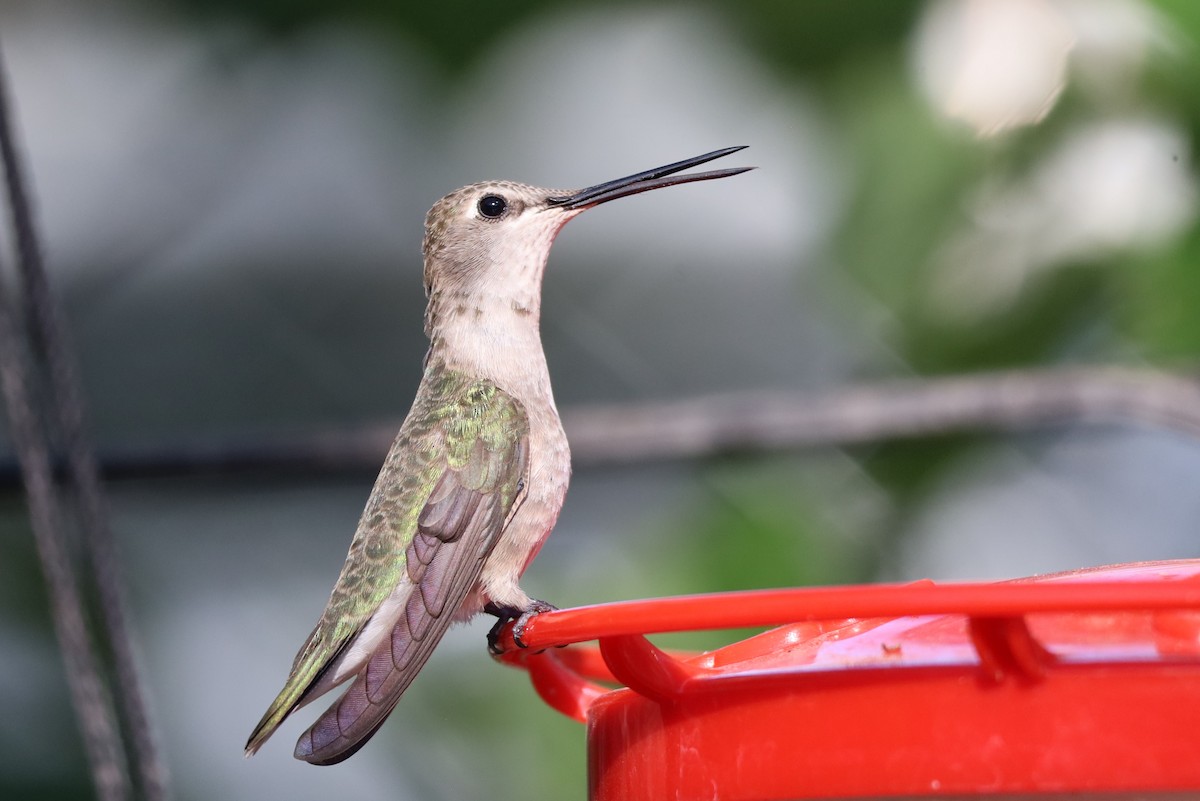 Black-chinned Hummingbird - Lillian Derwelis