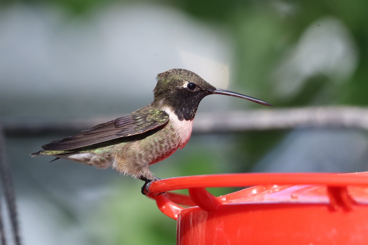 Black-chinned Hummingbird - Lillian Derwelis