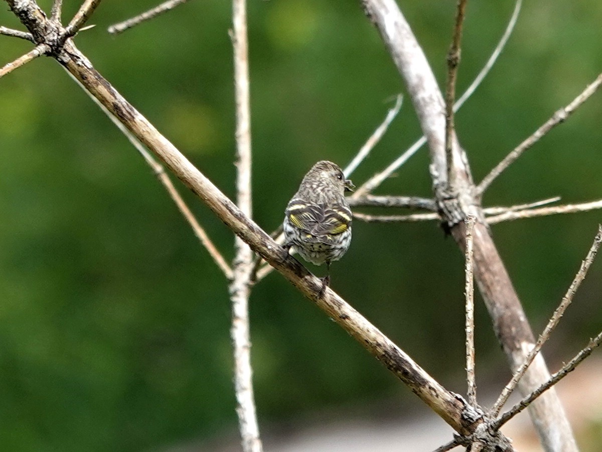 Pine Siskin - Norman Uyeda