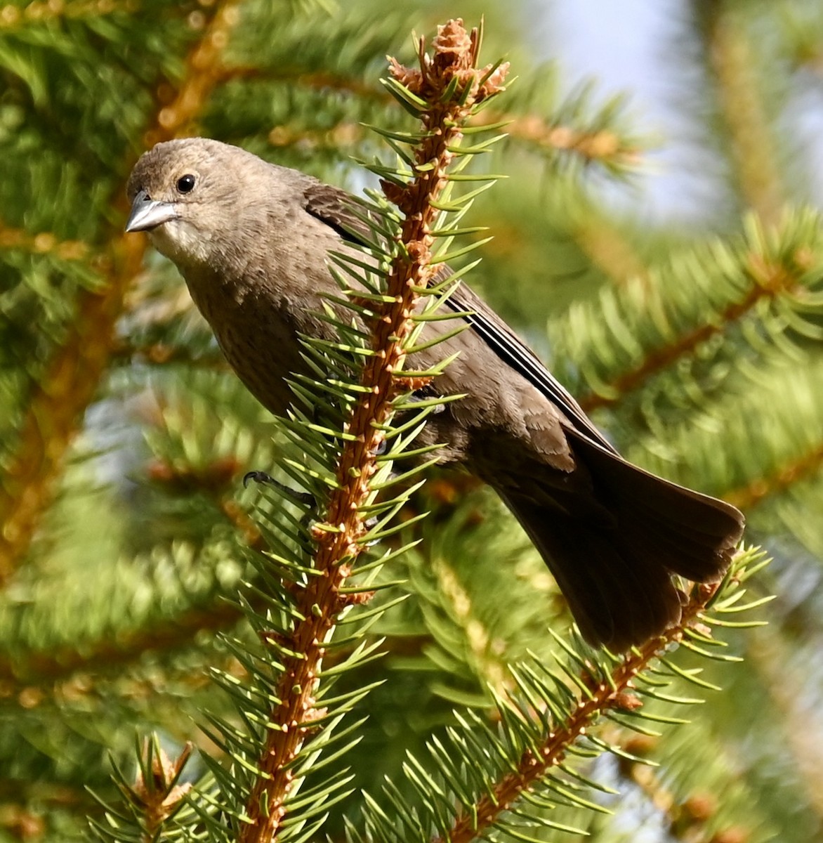 Brown-headed Cowbird - Nancy Blaze