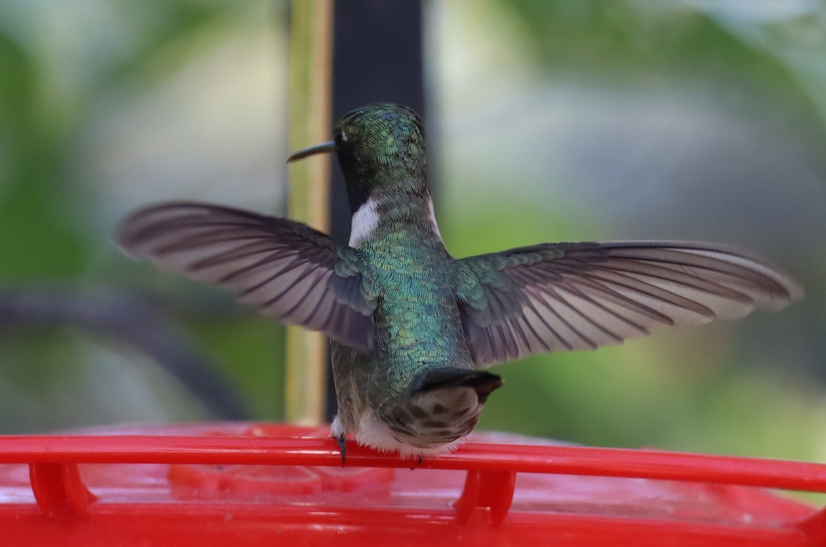 Black-chinned Hummingbird - Lillian Derwelis