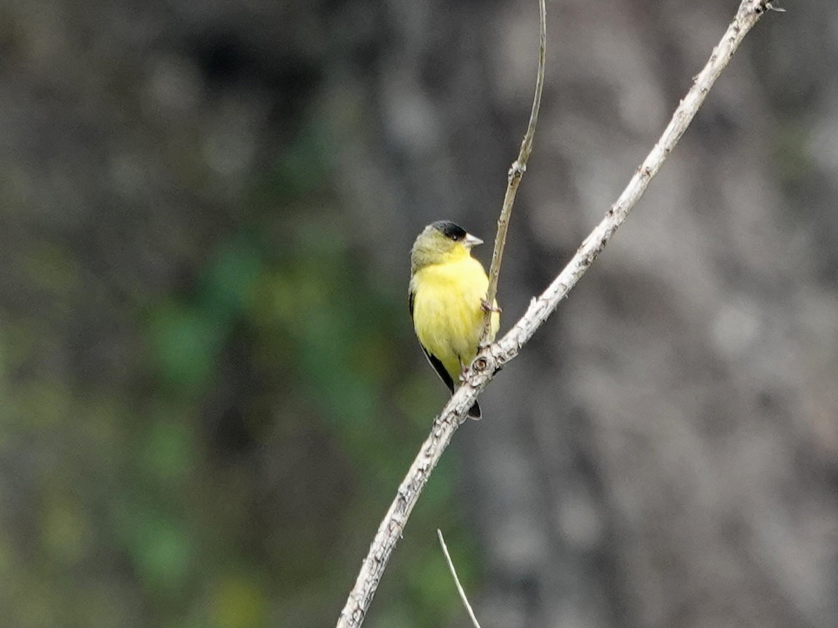 Lesser Goldfinch - Norman Uyeda