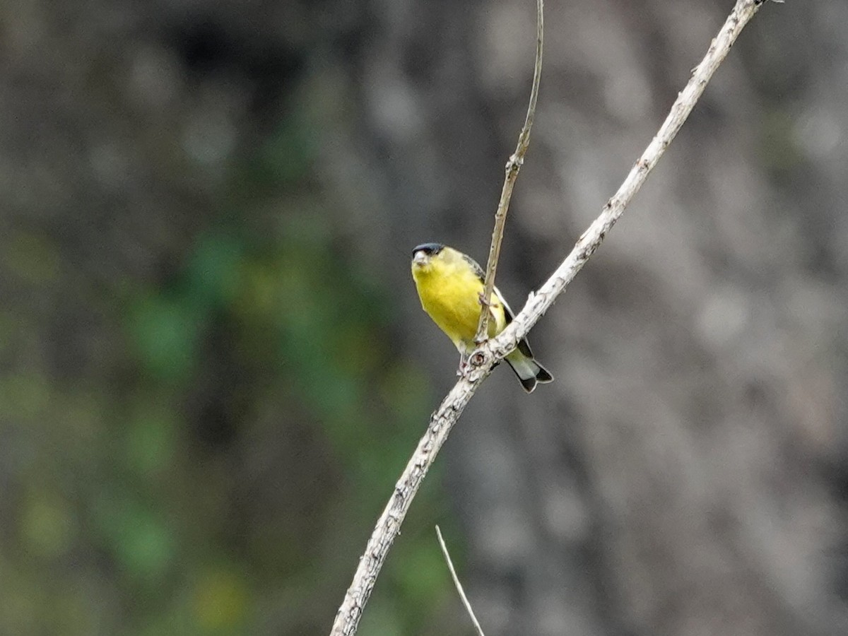 Lesser Goldfinch - Norman Uyeda