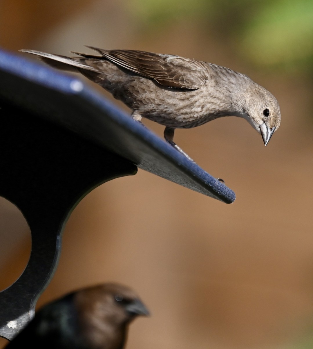 Brown-headed Cowbird - Nancy Blaze