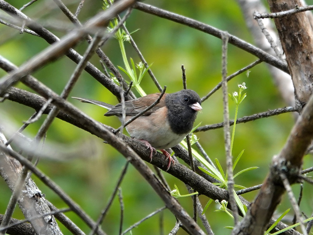 Dark-eyed Junco - Norman Uyeda