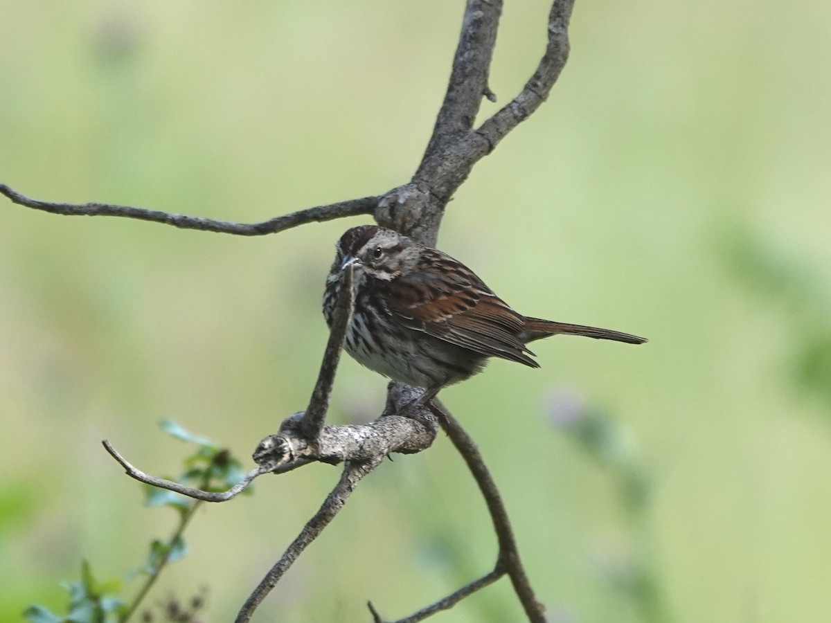 Song Sparrow - Norman Uyeda