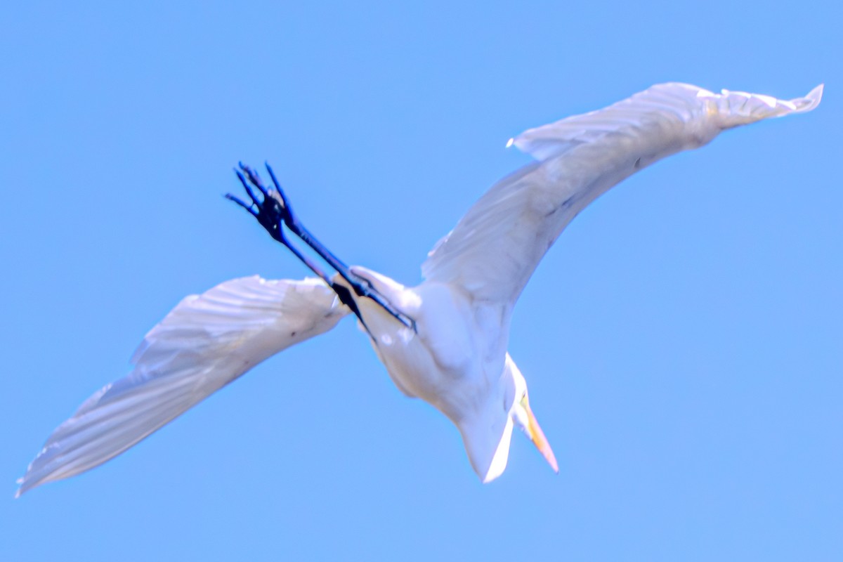 Great Egret - Carter Pape