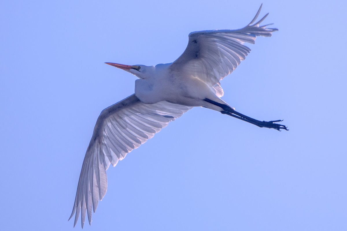 Great Egret - Carter Pape