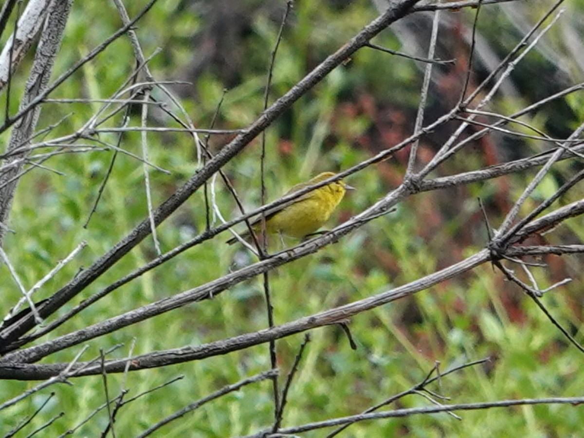 Orange-crowned Warbler - Norman Uyeda