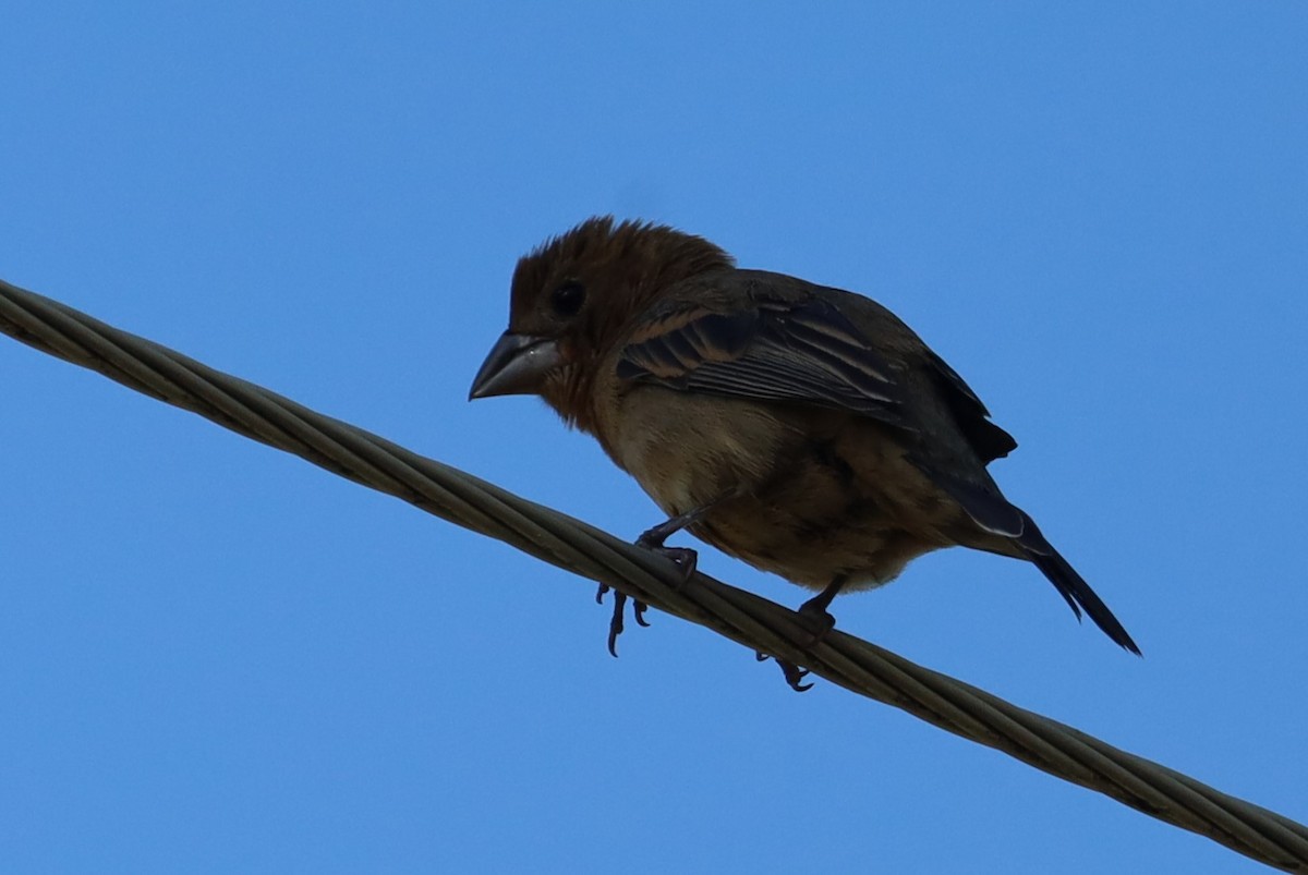 Black-headed Grosbeak - Lillian Derwelis