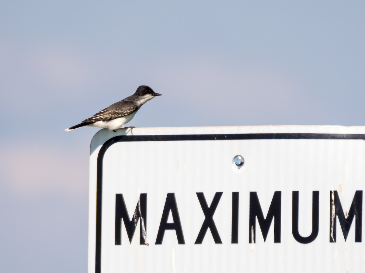 Eastern Kingbird - Danielle  A