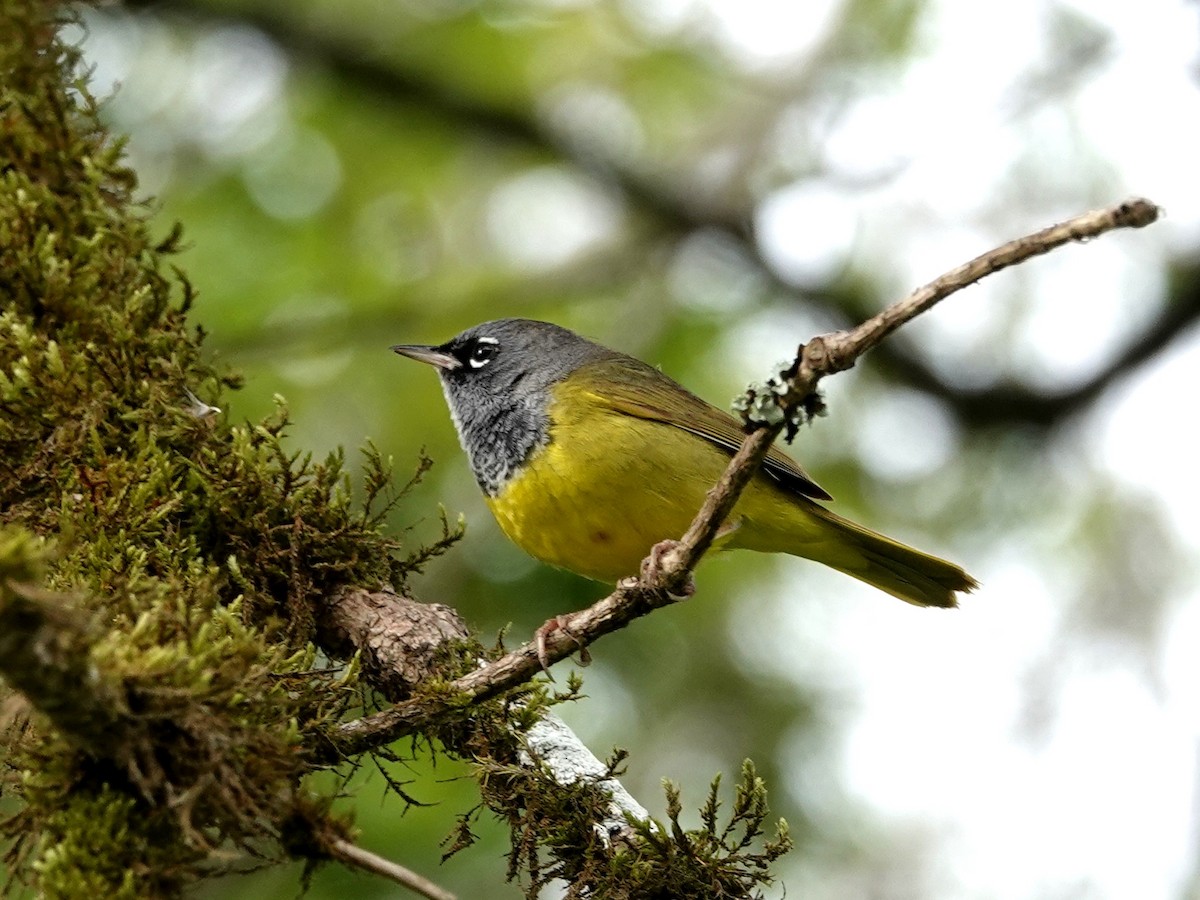 MacGillivray's Warbler - Norman Uyeda