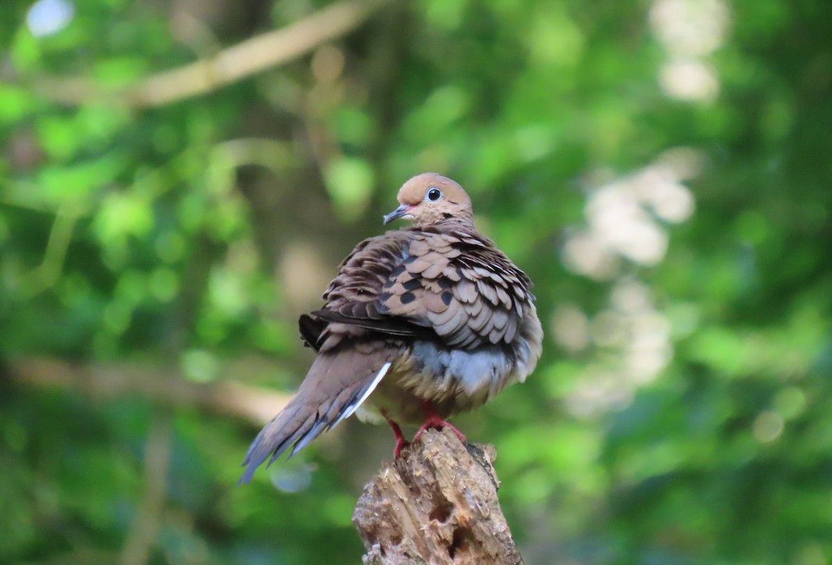 Mourning Dove - Anne Mytych