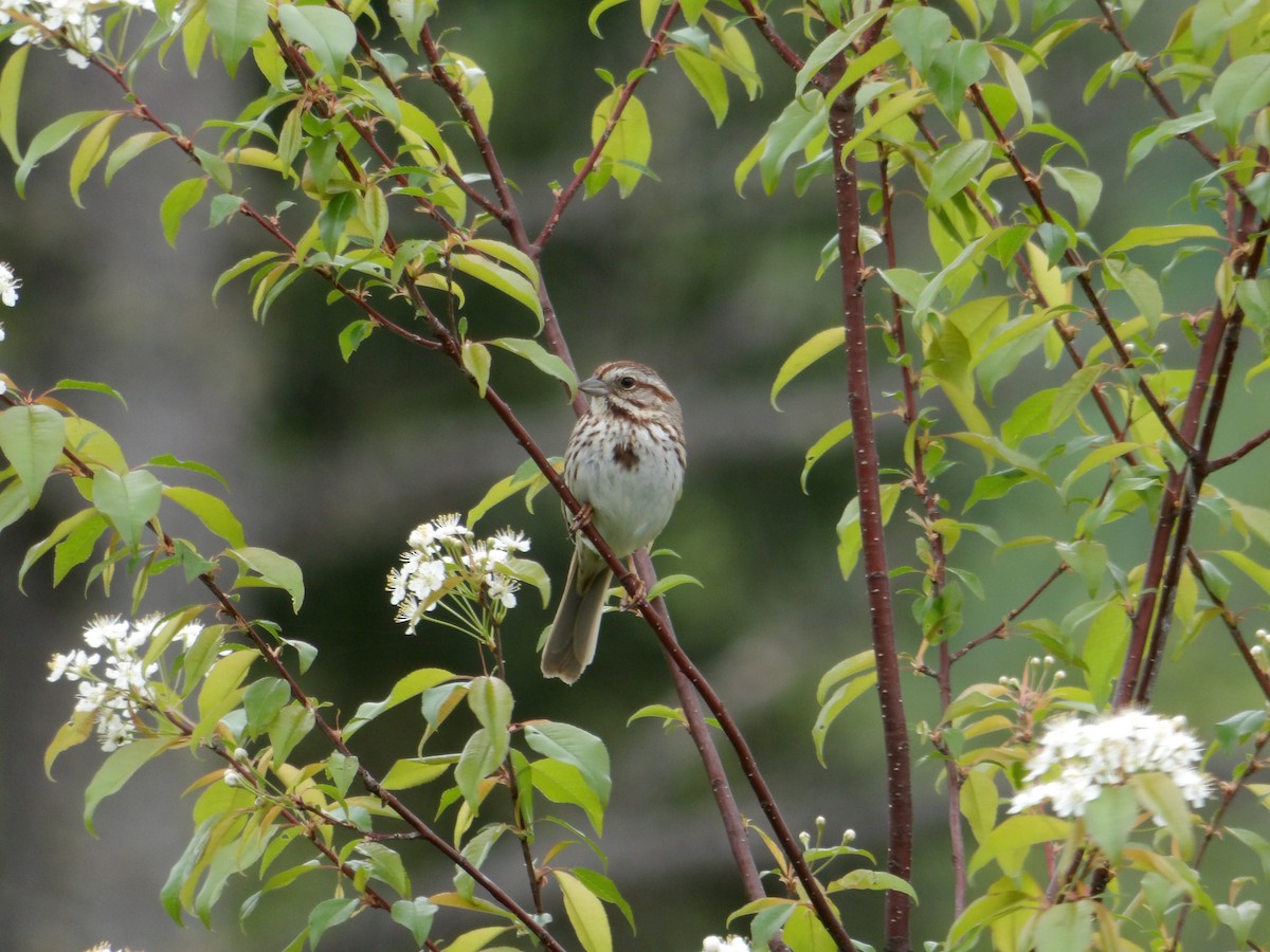 Song Sparrow - Cindy Grimes