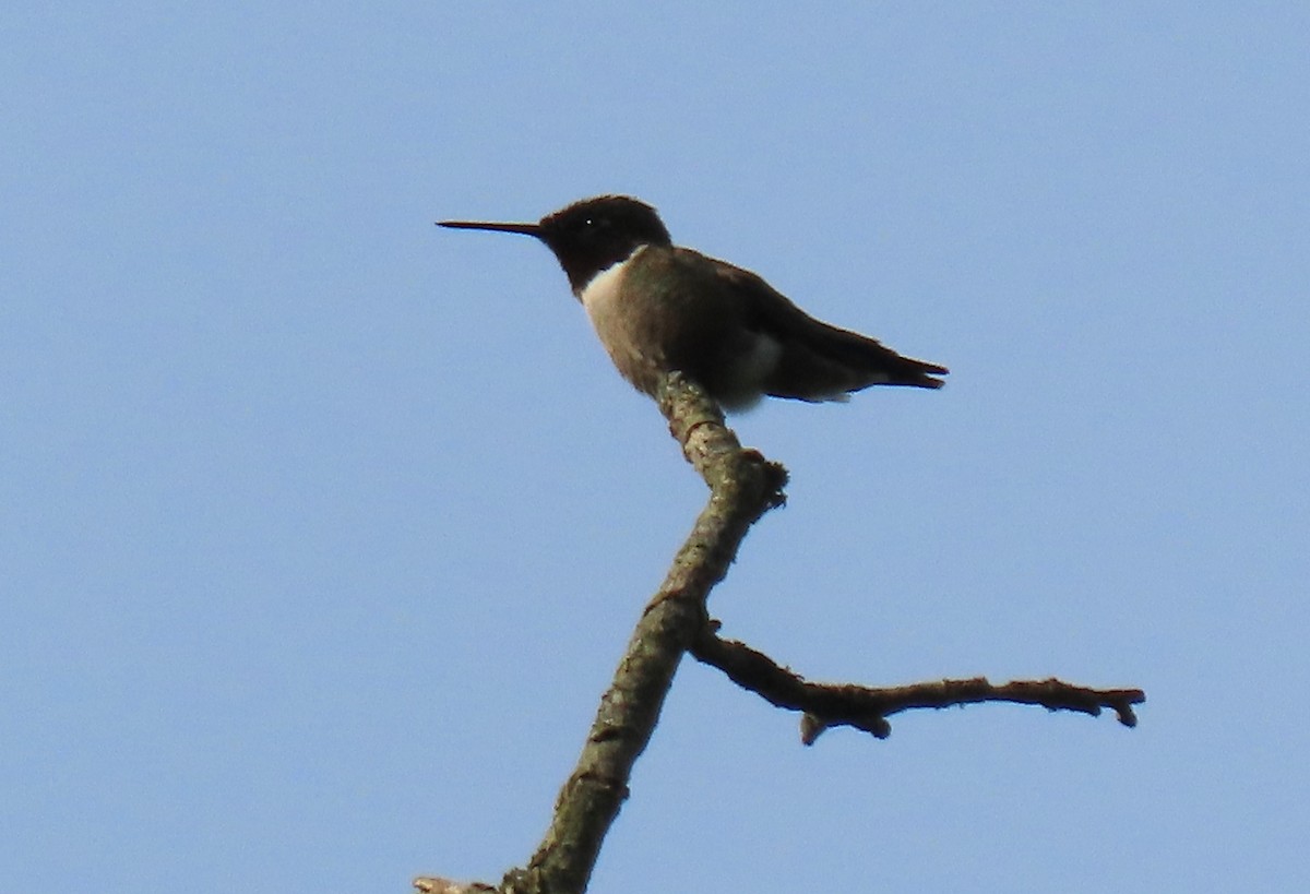 Ruby-throated Hummingbird - Anne Mytych