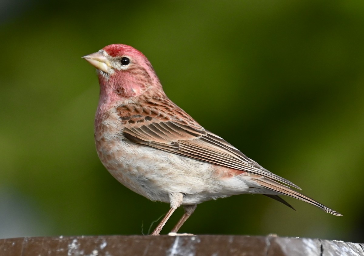 Cassin's Finch - Nancy Blaze