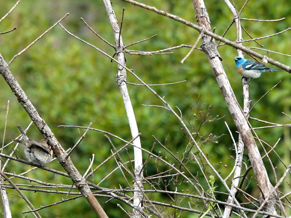 Lazuli Bunting - Norman Uyeda