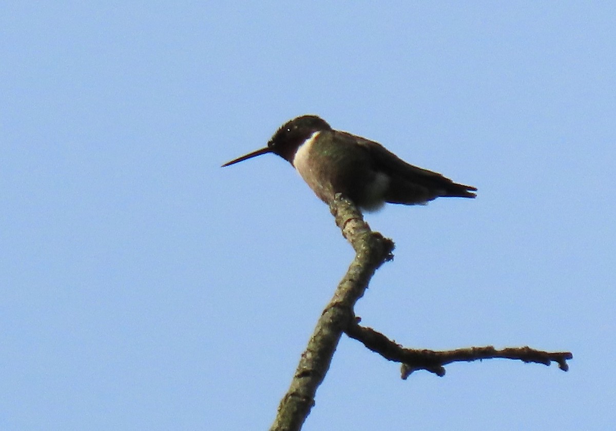 Ruby-throated Hummingbird - Anne Mytych