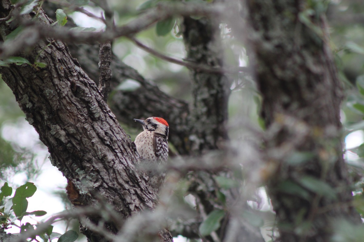 Ladder-backed Woodpecker - Lila Lewis